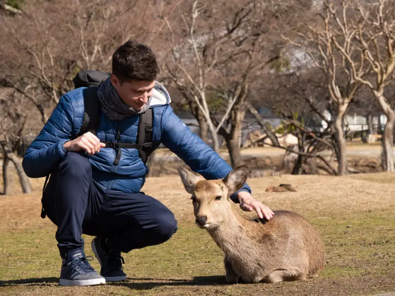 Die Sikahirsche im Nara-Park sind an Besucher gewohnt.